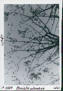 Bovista plumbea image