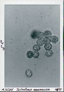 Tulostoma brumale image