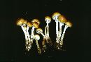 Leratiomyces squamosus image