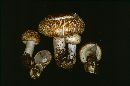 Agaricus augustus image