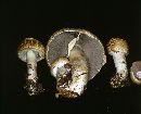 Agaricus augustus image