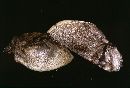 Sarcodon scabripes image