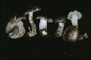 Tricholoma virgatum image