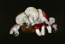 Russula emetica image