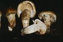 Tricholoma zelleri image