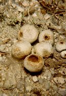 Lycoperdon pusillum image