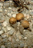 Lycoperdon pusillum image