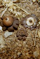 Geastrum corollinum image