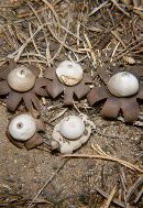 Geastrum corollinum image