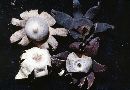 Geastrum corollinum image