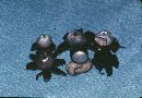 Geastrum corollinum image