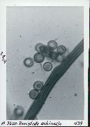 Disciseda candida image