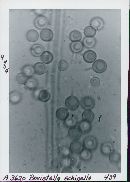 Disciseda candida image