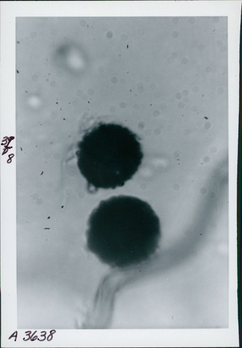 Bovista minor image