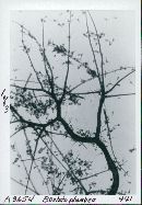 Bovista plumbea image