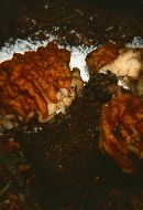 Gyromitra gigas image