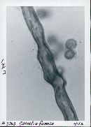 Gastropila fumosa image