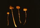 Conocybe albipes image