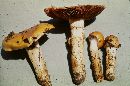 Cortinarius trivialis image