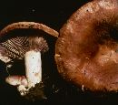 Lactarius uvidus image