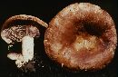 Lactarius uvidus image