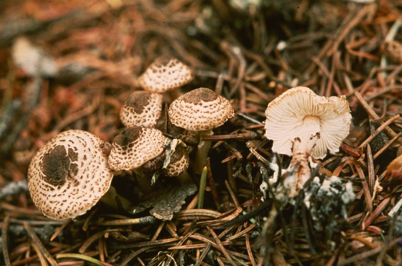 Lepiota felina image