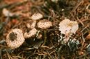 Image of Lepiota felina