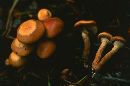 Pholiota marginella image