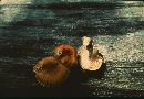 Heliocybe sulcata image