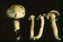 Hygrophorus chrysodon image