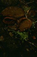 Discina macrospora image