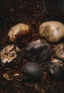 Bovista plumbea image