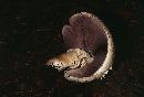 Agaricus silvicola image