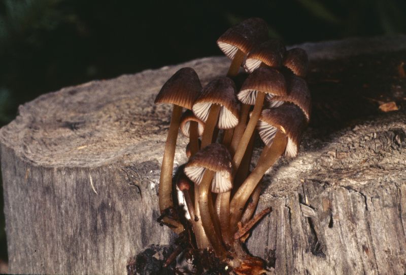 Mycena elegantula image