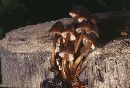 Image of Mycena elegantula