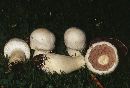 Agaricus arvensis image