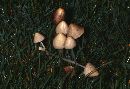 Conocybe albipes image