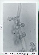 Tulostoma brumale image