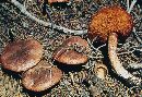 Suillus lakei image