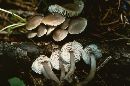 Mycena pura image