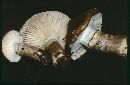 Hygrophorus olivaceoalbus image