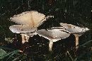 Leucopaxillus giganteus image