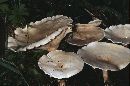 Leucopaxillus giganteus image