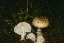 Amanita pantherina var. pantherina image