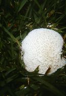 Lycoperdon pratense image