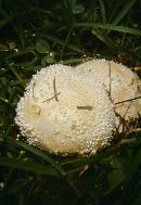 Lycoperdon pratense image