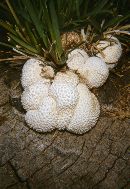 Lycoperdon pratense image