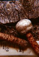 Lycoperdon pratense image