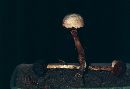 Battarrea phalloides image