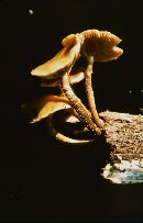 Kuehneromyces vernalis image